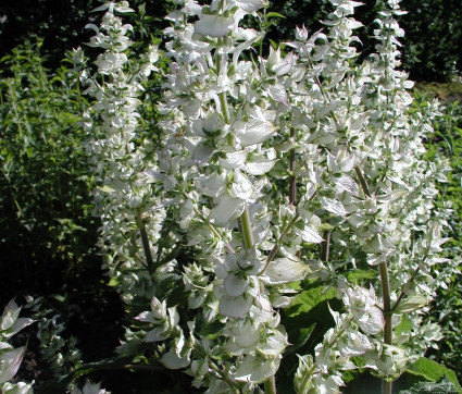 Salvia sclarea 