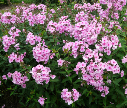 Phlox paniculata ‘Landhochzeit’