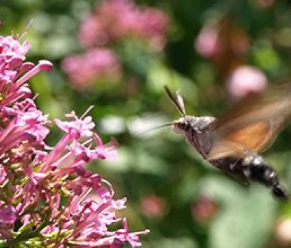 Taubenschwänzchen an Centranthus ruber