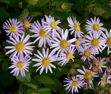 Aster ageratoides ‘Asran’