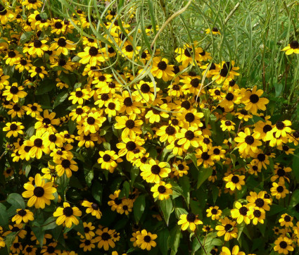 Rudbeckia triloba