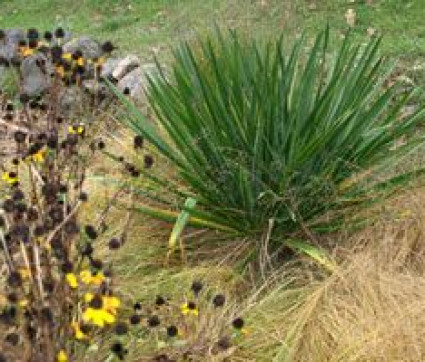 Yucca filamentosa