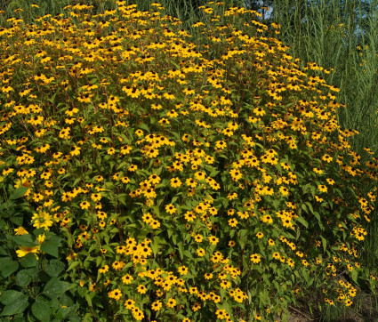 Rudbeckia triloba