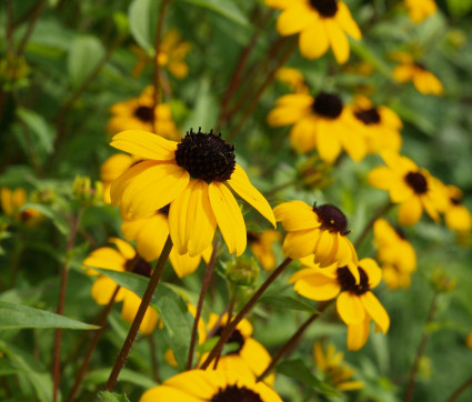 Rudbeckia triloba