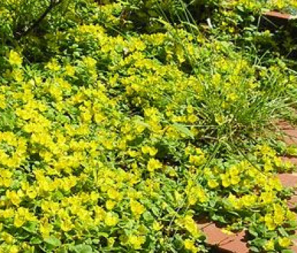 Lysimachia nummularia