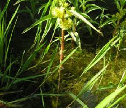 Lysimachia thyrsiflora