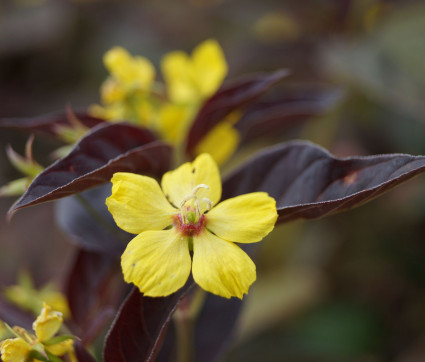 Lysimachia ciliata ‘Firecracker’