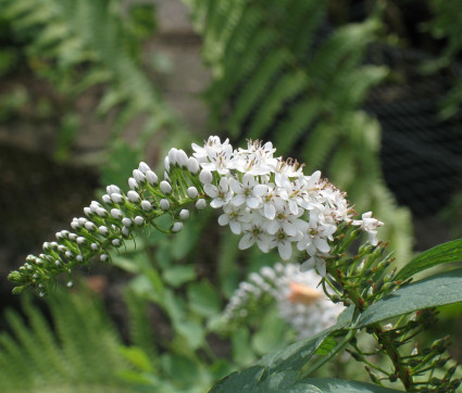 Lysimachia clethroides