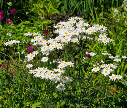 Tanacetum corymbosum