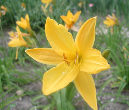 Hemerocallis Hybride ‘Maikönigin’