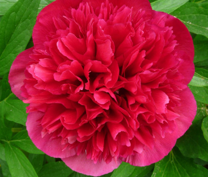 Paeonia officinalis ‘Rubra Plena’