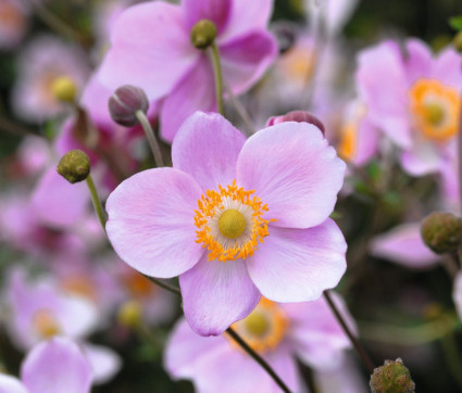 Anemone hupehensis 'Ouvertüre'