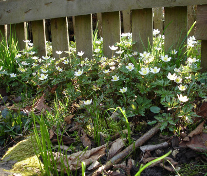 Anemone nemorosa