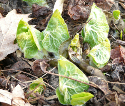 Asarum canadense 