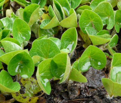 Asarum europaeum