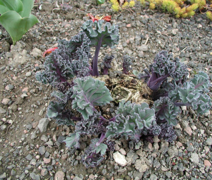 Crambe maritima