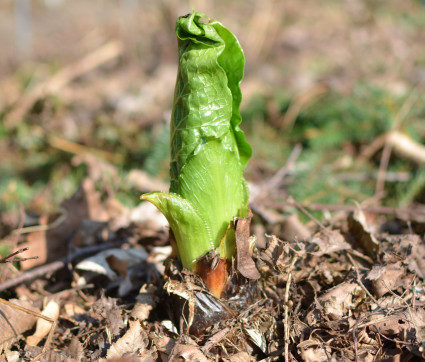 Cardiocrinum giganteum