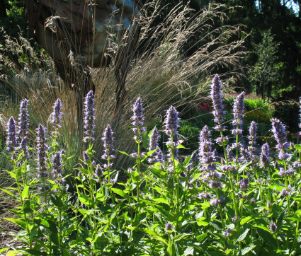 Agastache ‘Blue Fortune’