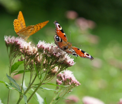 Eupatorium cannabinum