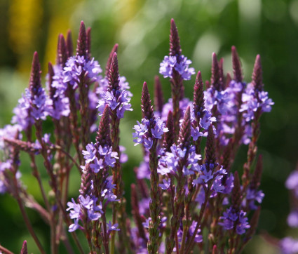 Verbena hastata