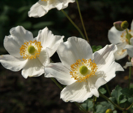 Anemone hupehensis fo. alba