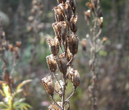 Aconitum napellus