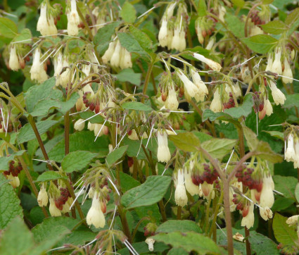 Symphytum grandiflorum