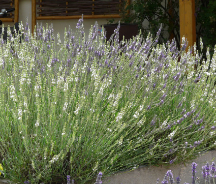 Lavandula x intermedia ‘Edelweiß’