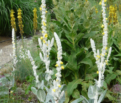 Verbascum bombyciferum ‘Polarsommer’