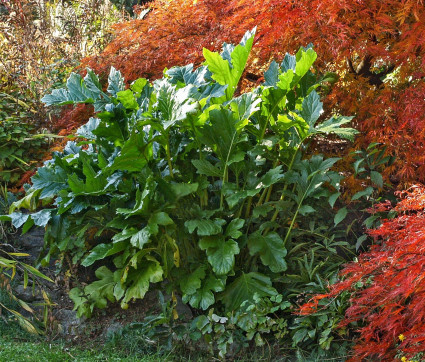 Acanthus hungaricus – Laub