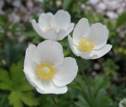 Anemone sylvestris