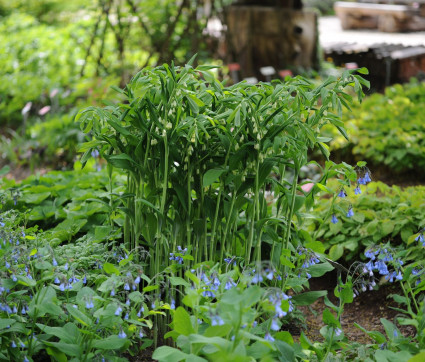 Polygonatum biflorum