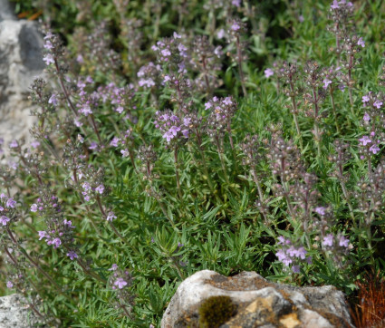 Thymus vulgaris ‘Orange Spice’ 