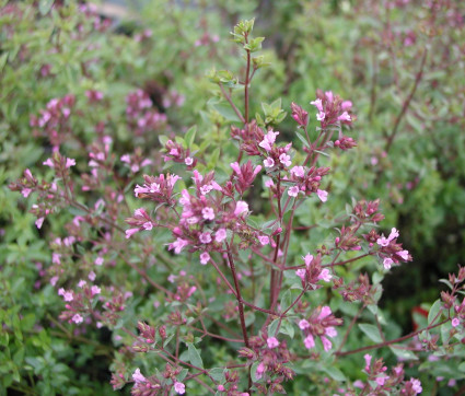 Origanum ‘Aromatico’