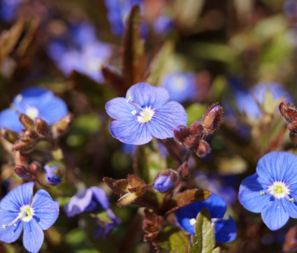 Veronica umbrosa 'Georgia Blue'