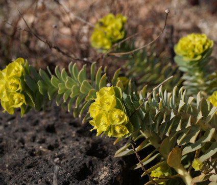 Euphorbia myrsinites