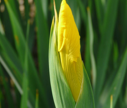 Iris Spuria-Hybride 'Skyline'