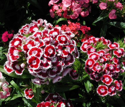 Dianthus barbatus