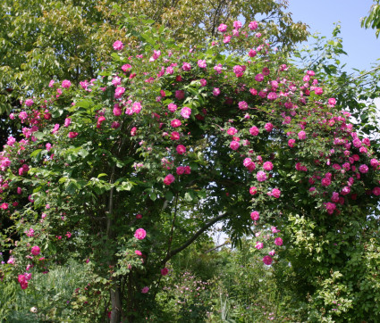 Rosa inermis 'Morletti'