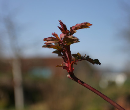 Rosa inermis 'Morletti' - Austrieb