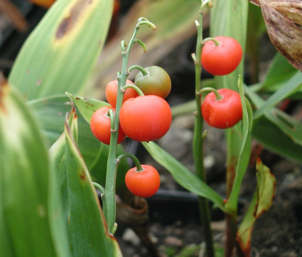 Convallaria majalis - Samenstand