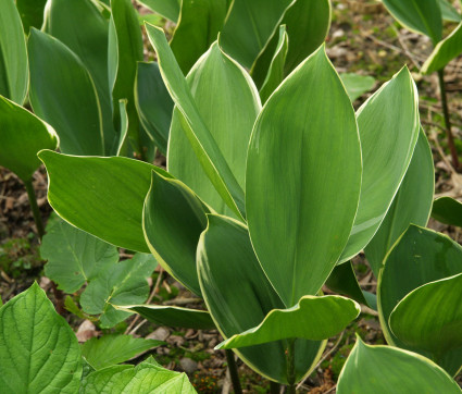 Convallaria majalis 'Silberconfolis' 