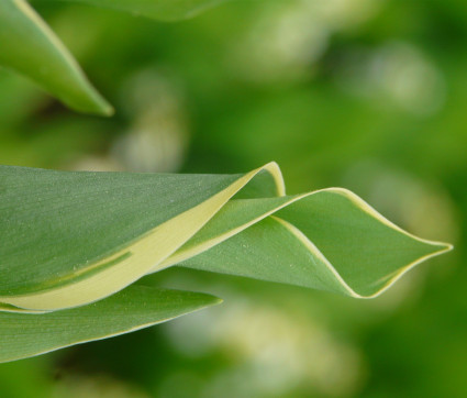 Convallaria majalis 'Silberconfolis' 