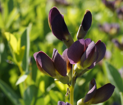 Baptisia Hybride 'Twilite Prairieblues' ®