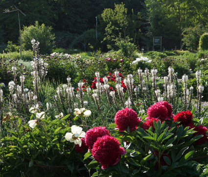 Paeonia Hybride 'Red Charm' und Asphodelus albus