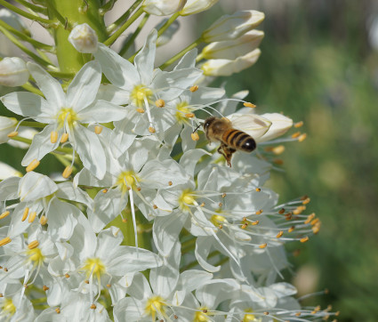 Eremurus himalaicus 