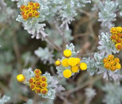 Helichrysum moeserianum