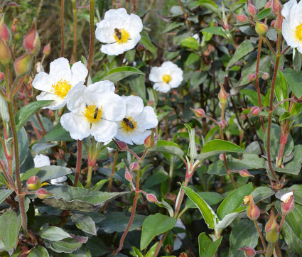 Cistus laurifolius