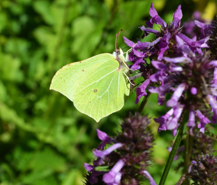 Nepeta parnassica