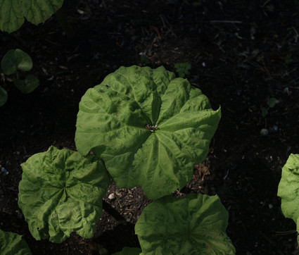 Astilboides  im Schatten